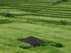 Sawah-Bali1.JPG