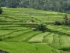 Sawah-Bali2.JPG