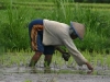 Petani.JPG